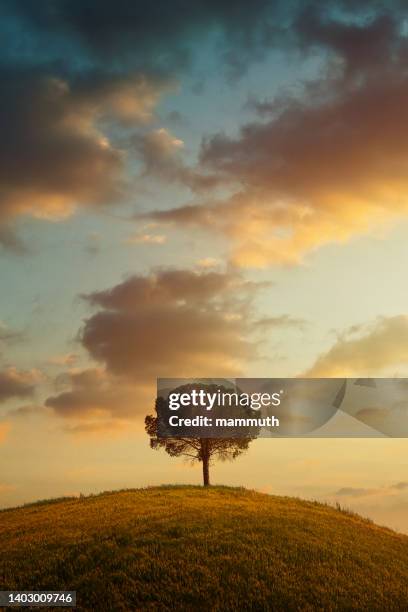 lonely tree in tuscany at sunset - single tree stock pictures, royalty-free photos & images