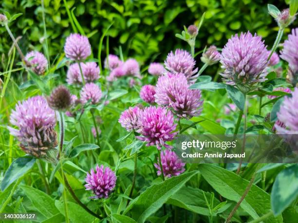 a bunch of purple clover, zigzag clover, trifolium medium, close up view, growing in the wild grass - clover sprouts stock pictures, royalty-free photos & images