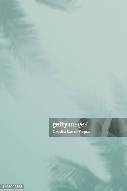 shadows of tropical leaves in blue background - palm tree shadow stock pictures, royalty-free photos & images