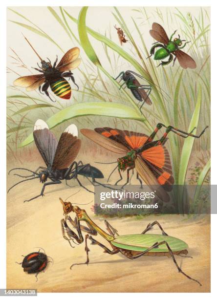 old chromolithograph of entomology - hymenoptera and chewing insects - praying mantis stock pictures, royalty-free photos & images