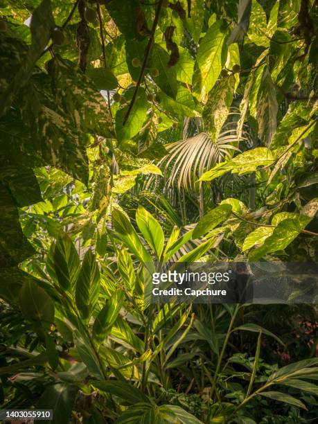 lush green rainforest plants - urwald stock-fotos und bilder