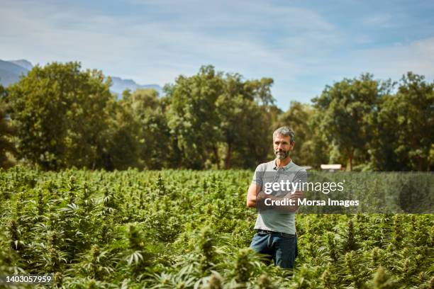 farmer standing with arms crossed at hemp field - cannabis cultivated for hemp stock pictures, royalty-free photos & images