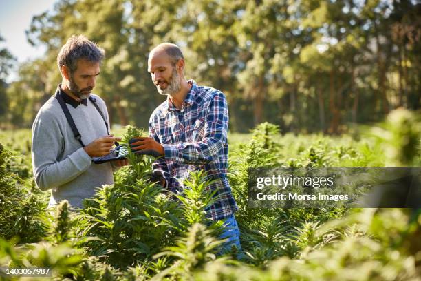 farmer showing cannabis plant to coworker at farm - cannabis plant stock-fotos und bilder