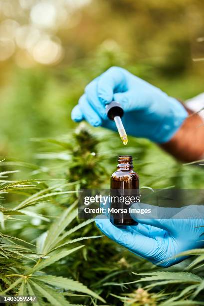 farmer wearing blue glove holding cbd oil bottle - medizinalhanf stock-fotos und bilder