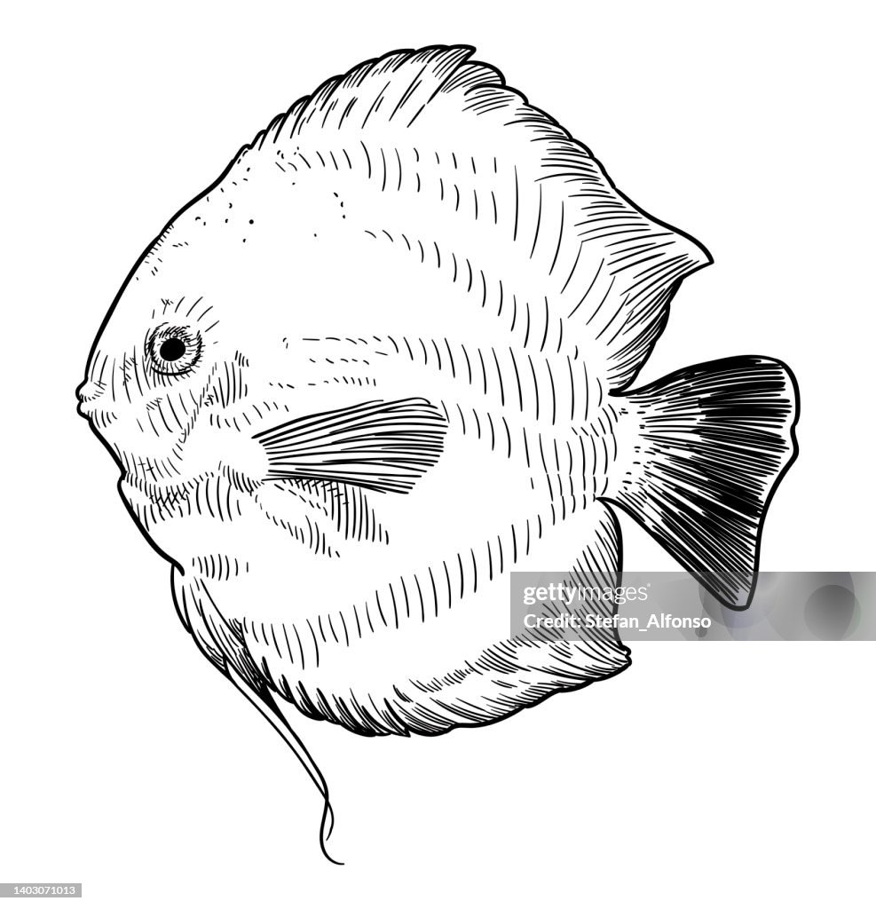 Discus Line Drawing Vector Drawing Of A Discus Fish High-Res Vector Graphic - Getty Images