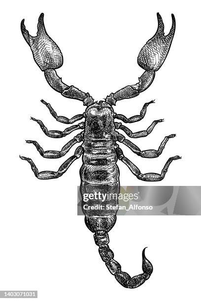 stockillustraties, clipart, cartoons en iconen met vector drawing of a scorpion - scorpions