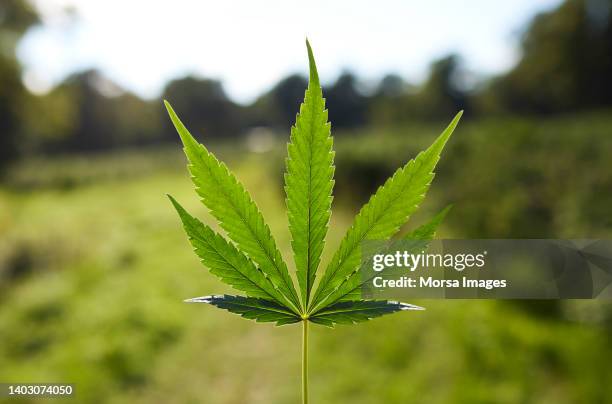 close-up of natural pattern on cannabis leaf - pot stockfoto's en -beelden