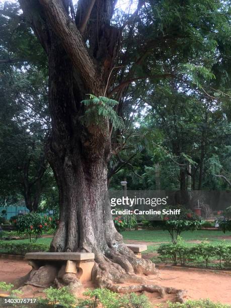 cubbon park in bangalore, india - bangalore city stock pictures, royalty-free photos & images