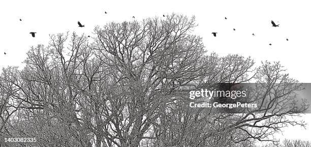 tree with flock of birds flying - tree top view white background stock illustrations