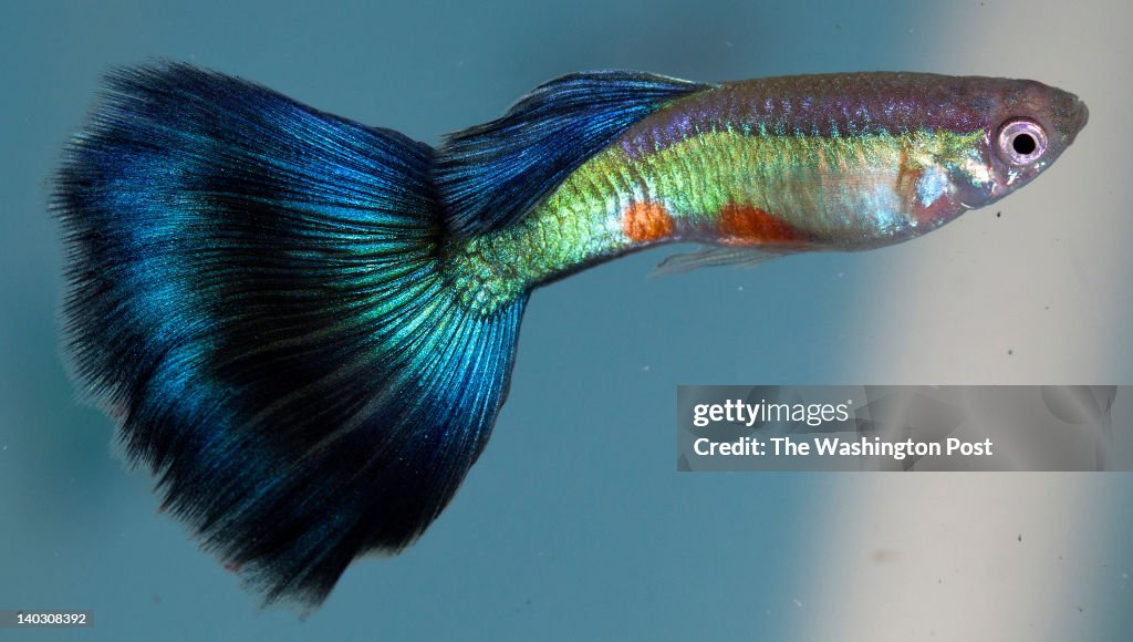 STguppy