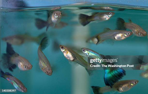 STguppy, News Photo