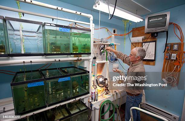 February 5, 2012: Bill Carwile measures out brine shrimp eggs that he raises to feed his guppies in the basement of his Rustburg, Va. Home, Sunday...