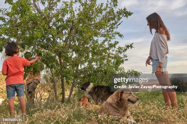 mother and son harvesting almonds from their garden - ナッツ類 ストックフォトと画像