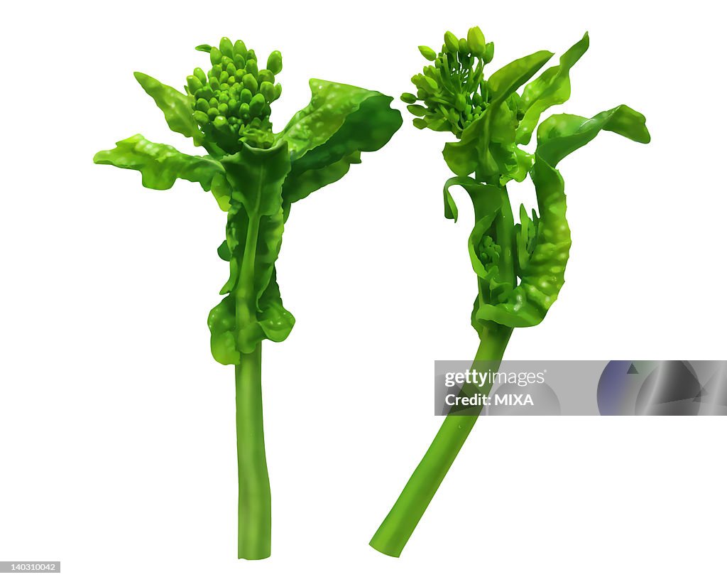 Broccolini