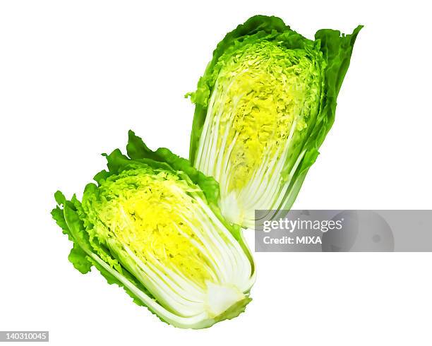 napa cabbage - half and half concept stock illustrations
