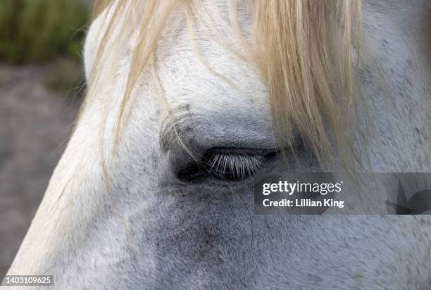 camargue mares - camargue horses stock pictures, royalty-free photos & images