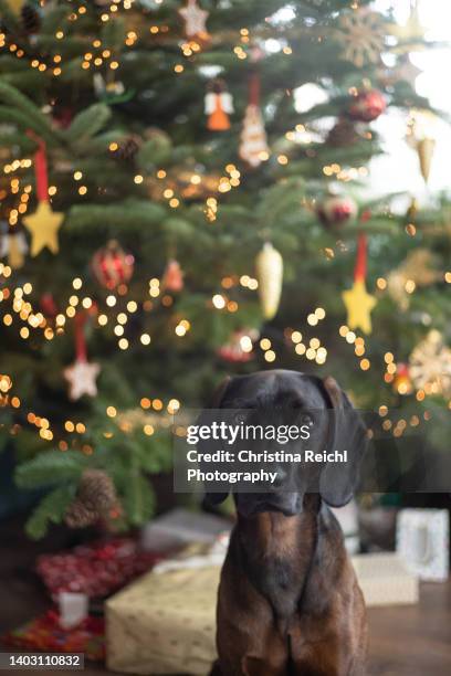 dog sitting in front of christmas tree - christmas puppy stock pictures, royalty-free photos & images