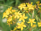 Wild yellow flowers with five petals and large stamens (Agrimonia eupatoria) in early summer surrounded by large green leaves of the surrounding vegetation