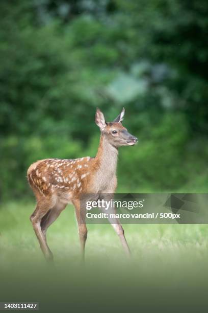 Vancini Photos and Premium High Res Pictures Getty Images
