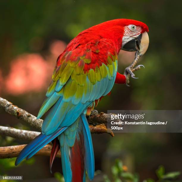 close-up of macaw perching on branch,united states,usa - scarlet macaw stock-fotos und bilder