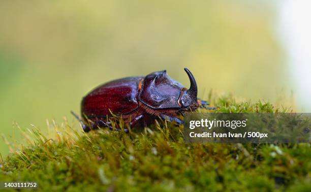 close-up of insect on grass,ukraine - rhino stag beetle stock pictures, royalty-free photos & images