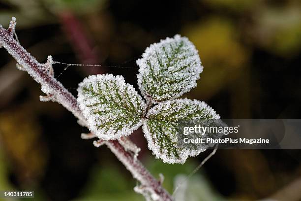 Young bramble leaves covered in early winter frost, taken on November 15, 2007.