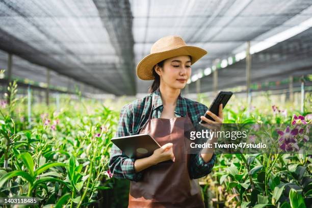 asian female gardener working in orchid farm - orchids of asia - fotografias e filmes do acervo