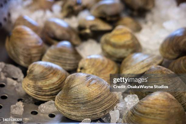 Close Clam Shell 109 Closed Clam Stock Photos, High-Res Pictures, and Images - Getty Images