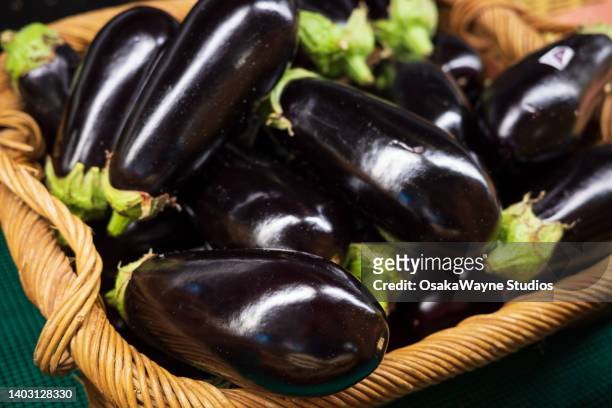 harvest of eggplants in wicker basket - eggplant imagens e fotografias de stock