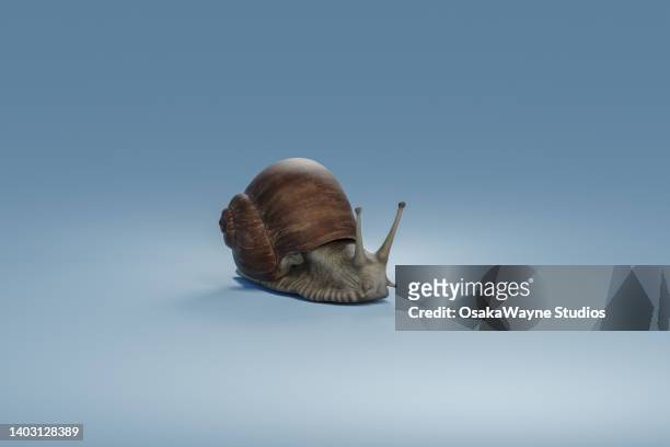 gastropod with coiled shell, common snail - snail stock pictures, royalty-free photos & images