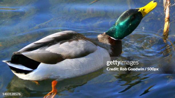 close-up of a mallard duck swimming in river,united kingdom,uk - rob mallard stock-fotos und bilder
