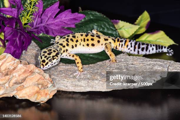 close-up of little leopard gecko on wood,seattle,washington,united states,usa - gecko leopard stock pictures, royalty-free photos & images
