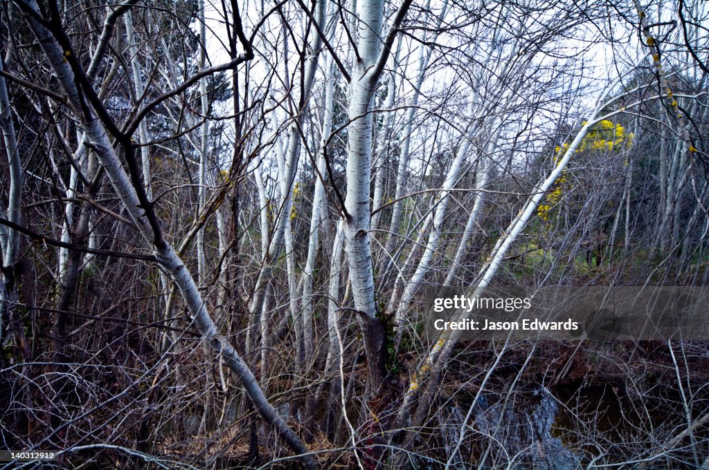 Castlemaine, Victoria, Australia.
