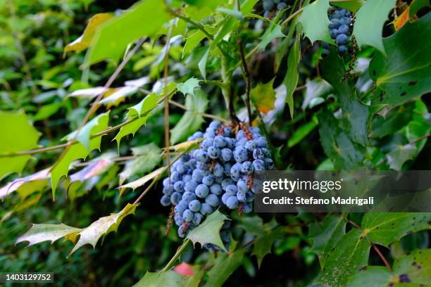 wild strawberry grapes - bramen stockfoto's en -beelden