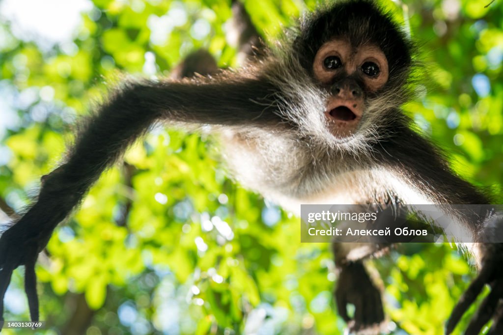 Close up view of a magnificent Monkey on tree