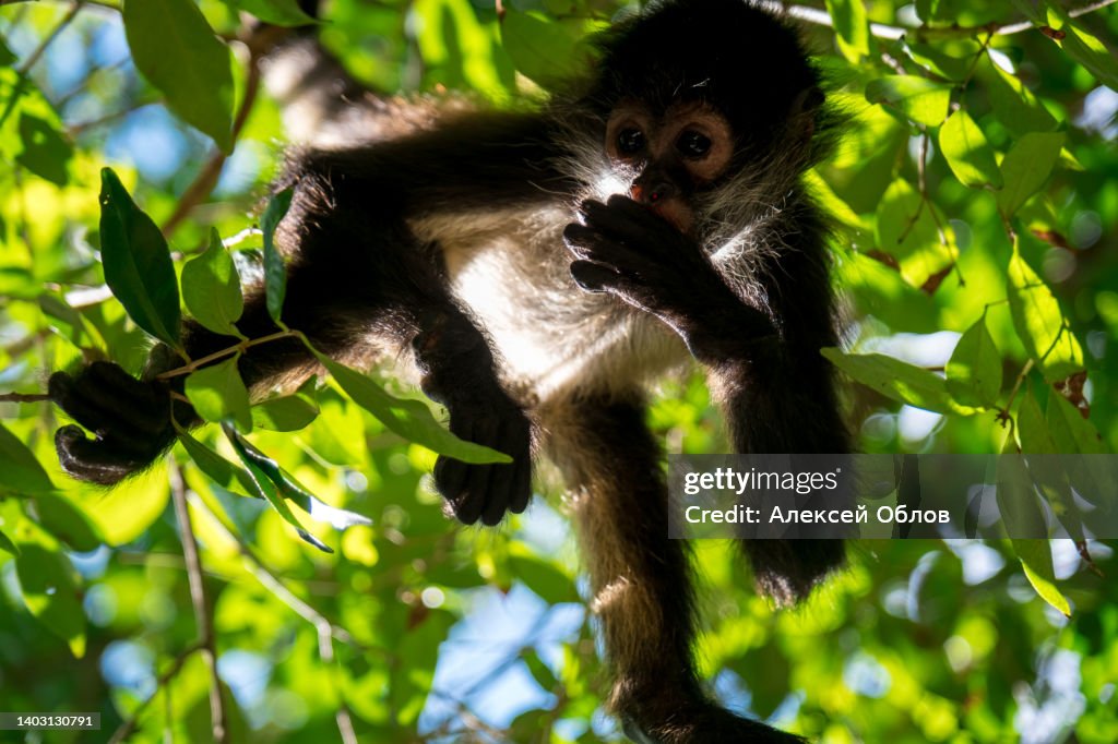 Close up view of a magnificent Monkey on tree