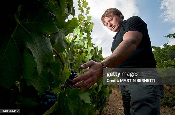 British astronomer and wine producer Ian Hutcheon, owner of the Tremonte vineyard, checks Cabernet Sauvignon grapes in San Vicente de Tagua Tagua,...