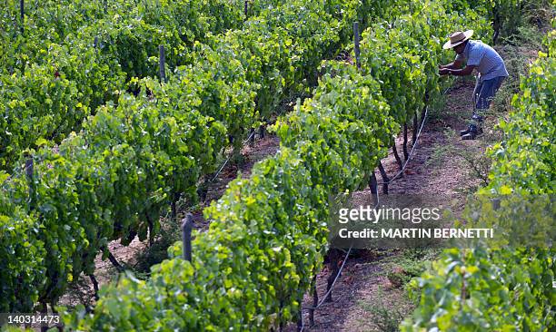 Workers selects Malbec grapes at Tremonte vineyard in San Vicente de Tagua Tagua, 120 km south of Santiago, on February 15, 2012. British astronomer...