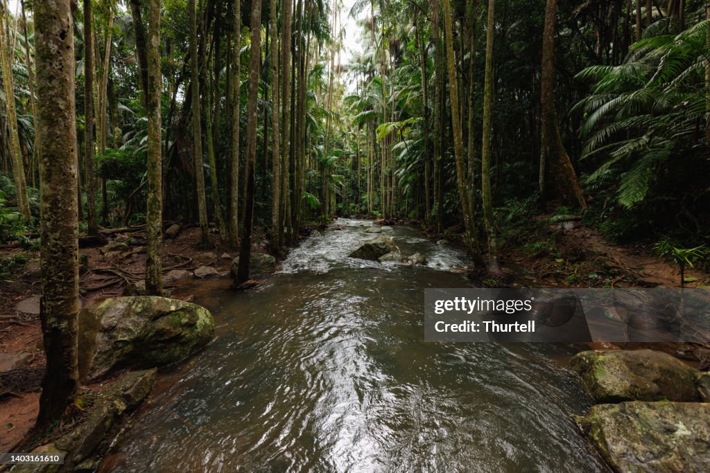 Rainforest And Stream in Tamborine National Park Australia