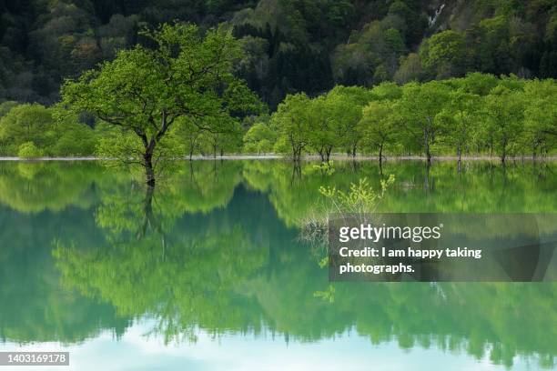 fresh green submerged forest - 山形 ストックフォトと画像
