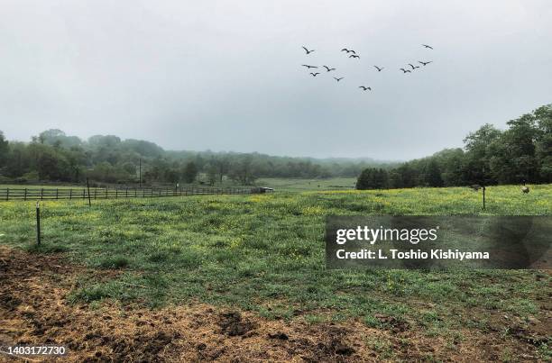 field at the farm - baltimore maryland landscape stock pictures, royalty-free photos & images