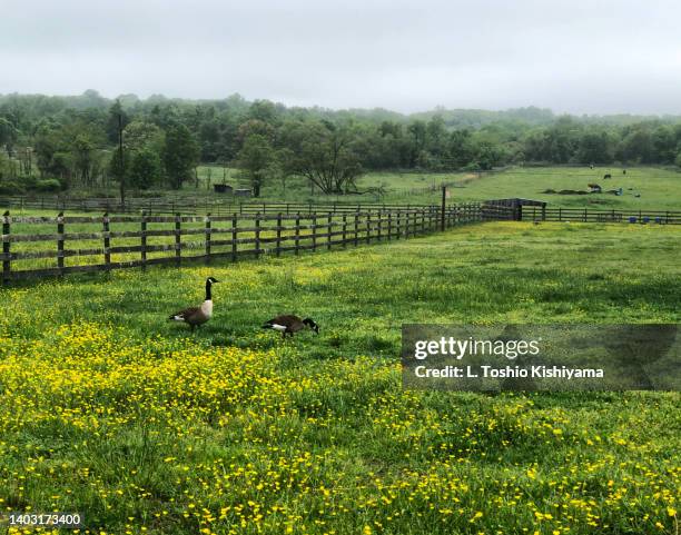 wildflowers in the field in maryland - baltimore maryland landscape stock pictures, royalty-free photos & images