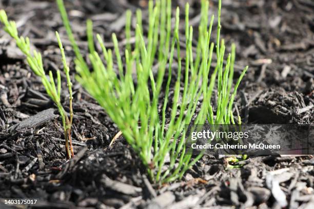 equisetum arvense, field horsetail or common horsetail sprouting - ackerschachtelhalm stock-fotos und bilder