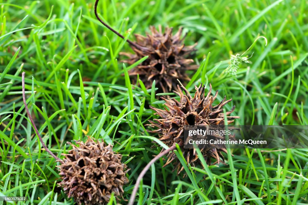 Sweetgum tree balls