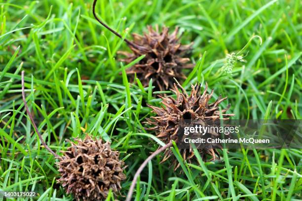 sweetgum tree balls - green spiky plant stock pictures, royalty-free photos & images