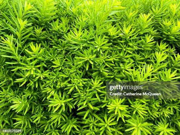full frame background of fresh growth of yew hedge in springtime - tejo fotografías e imágenes de stock