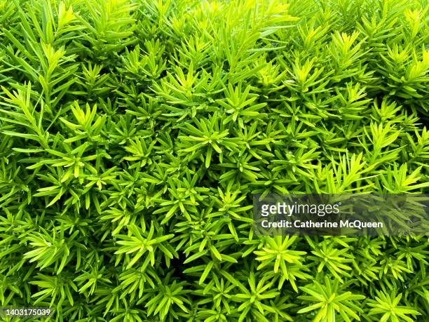 full frame background of fresh growth of yew hedge in springtime - yew tree stock pictures, royalty-free photos & images