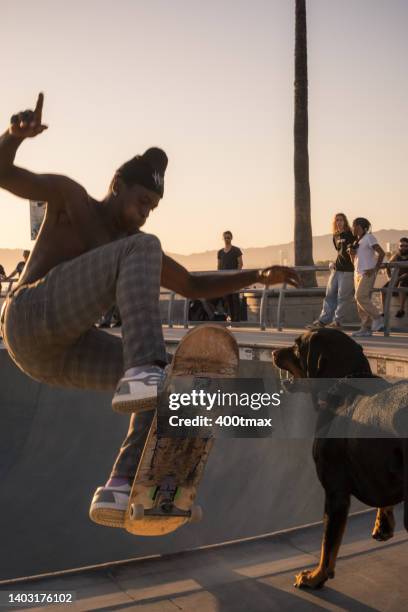 venice skatepark - american rottweiler stock pictures, royalty-free photos & images
