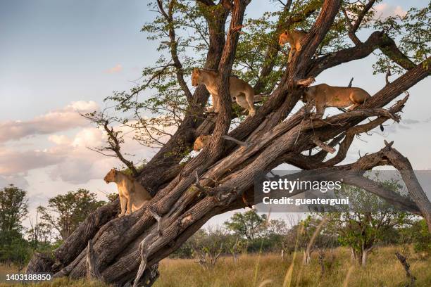 orgulho de leões (panthera leo) descansando no alto de uma árvore - moremi wildlife reserve - fotografias e filmes do acervo