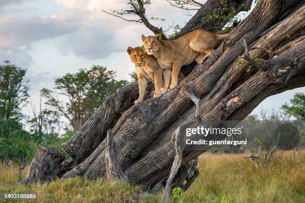 two lions (panthera leo) resting high up in a tree - africa safari watching stock pictures, royalty-free photos & images